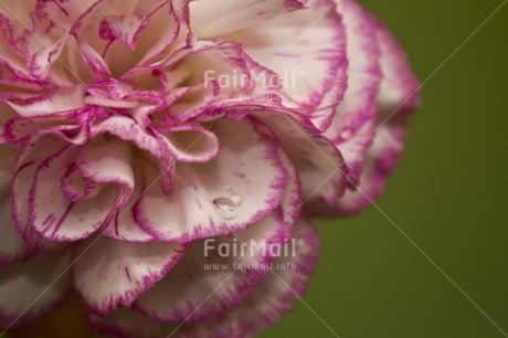 Fair Trade Photo Closeup, Colour image, Flower, Green, Horizontal, Peru, Pink, South America, Studio, Waterdrop