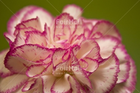 Fair Trade Photo Closeup, Colour image, Flower, Green, Horizontal, Peru, Pink, South America, Studio, Waterdrop