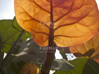 Fair Trade Photo Colour image, Condolence-Sympathy, Horizontal, Leaf, Light, Low angle view, Nature, Peru, South America, Spirituality, Transparent