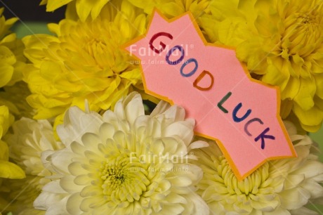 Fair Trade Photo Colour image, Exams, Flower, Good luck, Horizontal, Letter, Peru, Pink, South America, Yellow