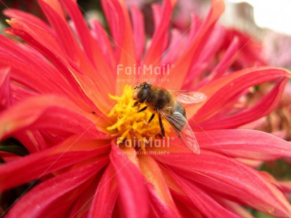 Fair Trade Photo Animals, Bee, Day, Environment, Europe, Flower, Horizontal, Nature, Outdoor, Sustainability