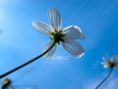 Fair Trade Photo Blue, Condolence-Sympathy, Europe, Flower, Horizontal, Low angle view, Sky, Summer, White