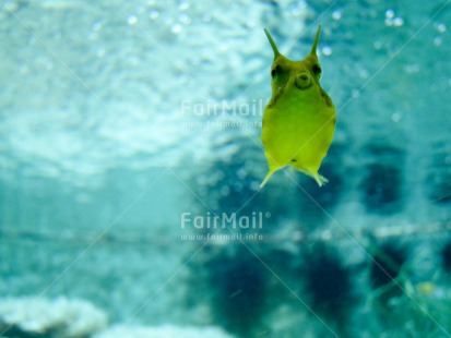 Fair Trade Photo Activity, Animals, Blue, Europe, Fish, Funny, Green, Horizontal, Swimming, Swimming diplome