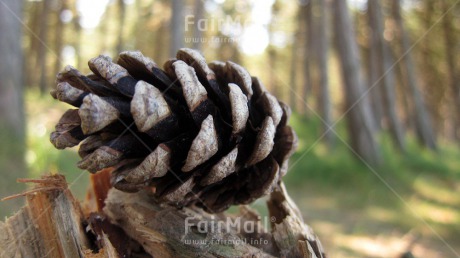 Fair Trade Photo Autumn, Christmas, Closeup, Day, Europe, Forest, Horizontal, Nature, Outdoor, Pine, Seasons