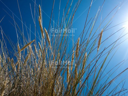 Fair Trade Photo Agriculture, Colour image, Day, Food and alimentation, Harvest, Horizontal, Low angle view, Outdoor, Peru, Sky, South America, Summer