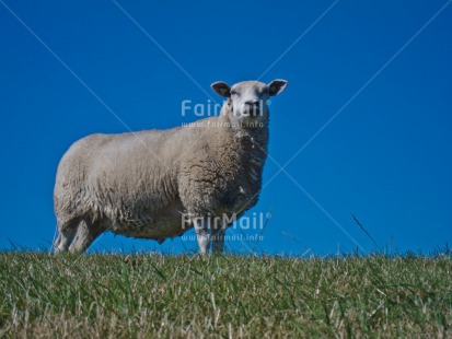 Fair Trade Photo Agriculture, Animals, Blue, Day, Europe, Grass, Green, Horizontal, Outdoor, Rural, Sheep, Sky