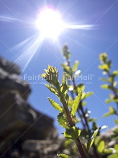 Fair Trade Photo Colour image, Green, Growth, Light, Low angle view, Nature, Peru, Plant, South America, Spirituality, Sun, Sustainability, Values, Vertical, Wellness