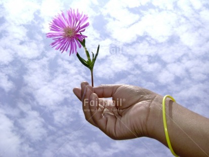 Fair Trade Photo Activity, Artistique, Clouds, Colour image, Flower, Giving, Hand, Horizontal, Peru, Pink, Sky, South America