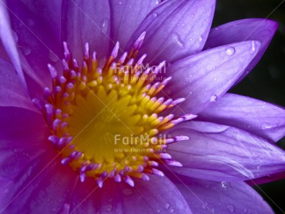 Fair Trade Photo Closeup, Colour image, Flower, Horizontal, Peru, Purple, South America, Yellow