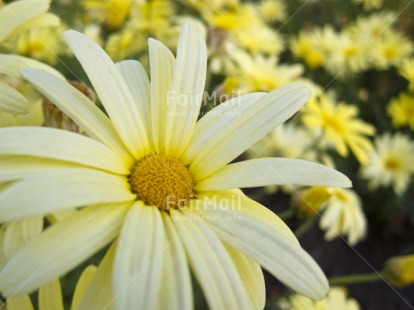 Fair Trade Photo Colour image, Condolence-Sympathy, Day, Flower, Focus on foreground, Horizontal, Nature, Outdoor, Peru, Seasons, South America, Summer, Yellow