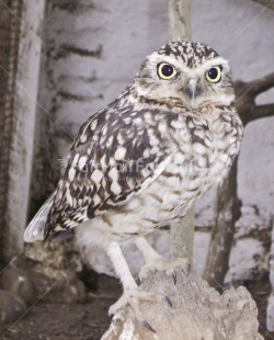 Fair Trade Photo Activity, Animals, Bird, Colour image, Looking at camera, Owl, Peru, South America, Vertical, Wildlife