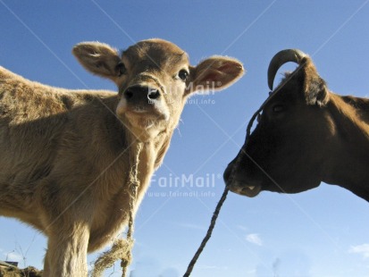 Fair Trade Photo Agriculture, Animals, Baby, Colour image, Cow, Day, Family, Horizontal, Low angle view, Outdoor, People, Peru, Rural, Sky, South America