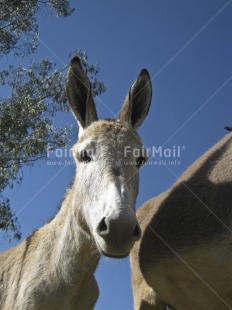 Fair Trade Photo Agriculture, Animals, Colour image, Cute, Day, Donkey, Outdoor, Peru, Rural, Sky, South America, Vertical