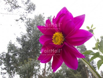 Fair Trade Photo Colour image, Flower, Focus on foreground, Horizontal, Mist, Nature, Outdoor, Peru, Pink, South America, Tree, Yellow