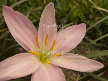 Fair Trade Photo Colour image, Flower, Focus on foreground, Green, Horizontal, Nature, Outdoor, Peru, Pink, South America