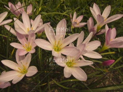 Fair Trade Photo Colour image, Flower, Green, Horizontal, Nature, Outdoor, Peru, Pink, South America