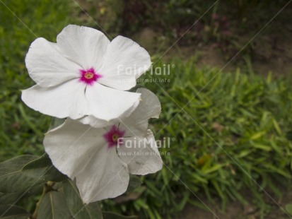 Fair Trade Photo Colour image, Day, Flower, Focus on foreground, Garden, Grass, Horizontal, Nature, Outdoor, Peru, South America, White