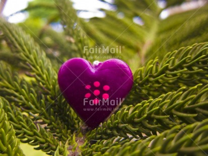 Fair Trade Photo Colour image, Day, Green, Heart, Horizontal, Love, Outdoor, Peru, Plant, Purple, South America, Tree, Valentines day