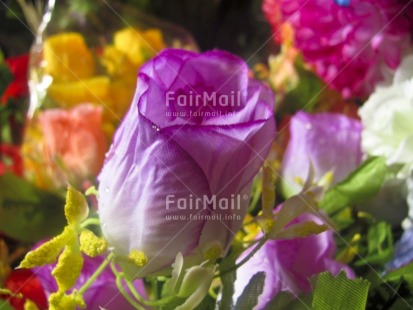 Fair Trade Photo Closeup, Colour image, Day, Flower, Focus on foreground, Horizontal, Indoor, Market, Mothers day, Peru, Purple, Rose, South America