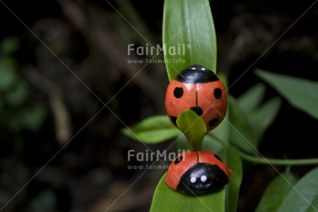 Fair Trade Photo Colour image, Day, Forest, Good luck, Green, Horizontal, Ladybug, Leaf, Nature, Outdoor, Peru, Plant, Red, South America, Tree