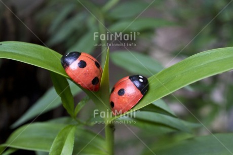 Fair Trade Photo Colour image, Day, Forest, Good luck, Green, Horizontal, Ladybug, Leaf, Nature, Outdoor, Peru, Plant, Red, South America, Tree