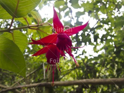 Fair Trade Photo Colour image, Day, Flower, Focus on foreground, Forest, Garden, Green, Horizontal, Low angle view, Nature, Outdoor, Peru, Pink, Red, South America