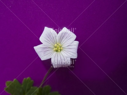 Fair Trade Photo Closeup, Colour image, Flower, Green, Horizontal, Nature, Peru, Purple, South America, White
