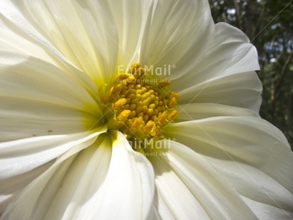 Fair Trade Photo Closeup, Colour image, Day, Flower, Horizontal, Marriage, Mothers day, Nature, Outdoor, Peru, South America, White, Yellow