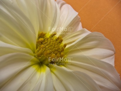 Fair Trade Photo Closeup, Colour image, Day, Flower, Food and alimentation, Fruits, Horizontal, Marriage, Mothers day, Nature, Orange, Outdoor, Peru, South America, White, Yellow