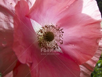 Fair Trade Photo Closeup, Colour image, Day, Flower, Horizontal, Marriage, Mothers day, Nature, Outdoor, Peru, Pink, South America, Transparent