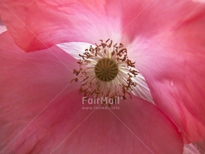 Fair Trade Photo Closeup, Colour image, Day, Flower, Horizontal, Marriage, Mothers day, Nature, Outdoor, Peru, Pink, South America, Transparent