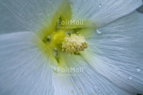 Fair Trade Photo Closeup, Colour image, Day, Flower, Horizontal, Marriage, Mothers day, Nature, Outdoor, Peru, South America, White, Yellow