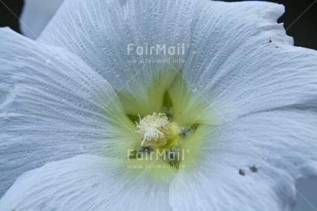 Fair Trade Photo Closeup, Colour image, Day, Flower, Horizontal, Marriage, Mothers day, Nature, Outdoor, Peru, South America, White, Yellow