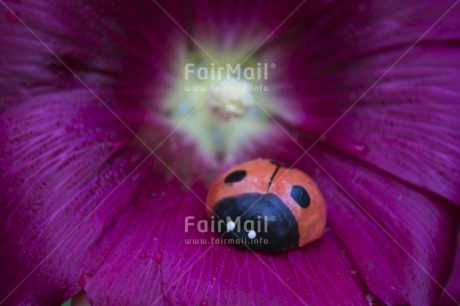 Fair Trade Photo Animals, Closeup, Colour image, Day, Flower, Good luck, Horizontal, Insect, Ladybug, Marriage, Mothers day, Nature, Outdoor, Peru, Purple, South America