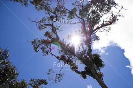 Fair Trade Photo Clouds, Colour image, Condolence-Sympathy, Day, Flower, Horizontal, Light, Low angle view, Nature, Outdoor, Peru, Sky, South America, Spirituality, Sun, Tree