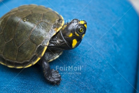 Fair Trade Photo Animals, Colour image, Day, Horizontal, Outdoor, Peru, South America, Turtle, Water, Wildlife