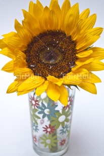 Fair Trade Photo Closeup, Colour image, Flower, Glass, Indoor, Peru, Seasons, South America, Studio, Summer, Sunflower, Vertical, Yellow