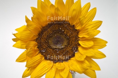 Fair Trade Photo Closeup, Colour image, Flower, Horizontal, Peru, South America, Studio, Sunflower, Waterdrop, Yellow