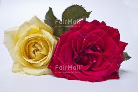 Fair Trade Photo Closeup, Colour image, Horizontal, Indoor, Love, Mothers day, Peru, Red, Rose, South America, Studio, Together, Valentines day, White