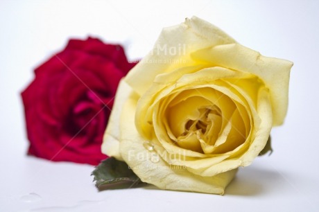 Fair Trade Photo Closeup, Colour image, Horizontal, Indoor, Love, Mothers day, Peru, Red, Rose, South America, Studio, Together, Valentines day, White