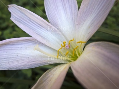 Fair Trade Photo Card, Closeup, Colour image, Condolence-Sympathy, Day, Flower, Horizontal, Marriage, Outdoor, Peru, South America, White