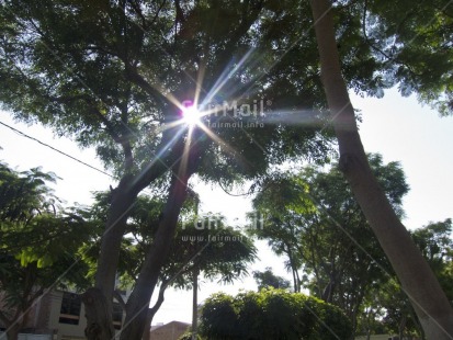 Fair Trade Photo Colour image, Condolence-Sympathy, Forest, Horizontal, Light, Nature, Outdoor, Peru, South America, Spirituality, Sun, Tree