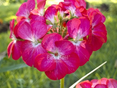 Fair Trade Photo Closeup, Colour image, Day, Flower, Garden, Horizontal, Light, Nature, Outdoor, Peru, Pink, South America