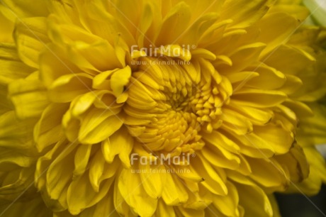 Fair Trade Photo Closeup, Colour image, Flower, Focus on foreground, Horizontal, Peru, South America, Yellow