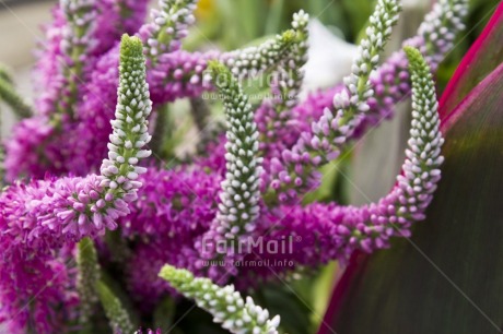 Fair Trade Photo Closeup, Colour image, Flower, Focus on foreground, Horizontal, Peru, Purple, South America, White