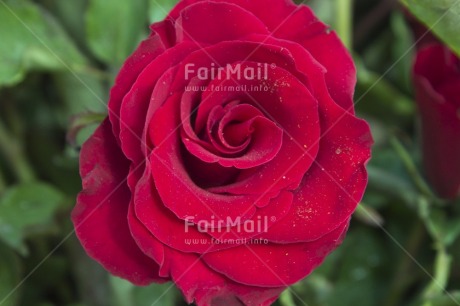 Fair Trade Photo Closeup, Colour image, Day, Flower, Focus on foreground, Horizontal, Outdoor, Peru, Red, Rose, South America