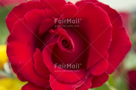 Fair Trade Photo Closeup, Colour image, Day, Flower, Focus on foreground, Horizontal, Outdoor, Peru, Red, Rose, South America