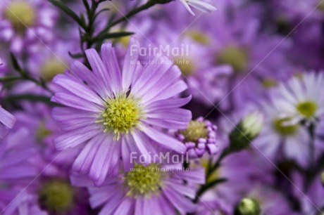 Fair Trade Photo Closeup, Colour image, Day, Flower, Focus on foreground, Garden, Horizontal, Outdoor, Peru, Purple, South America, Yellow