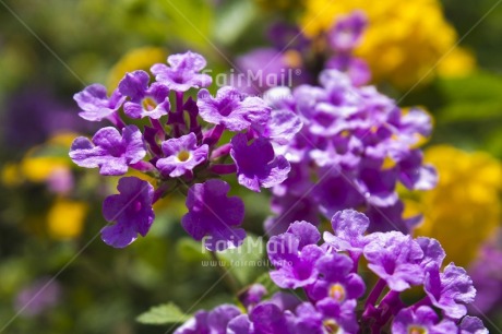 Fair Trade Photo Closeup, Colour image, Day, Flower, Garden, Horizontal, Nature, Outdoor, Peru, Plant, Purple, South America, Tree