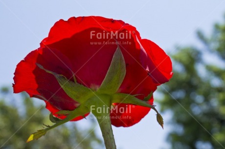 Fair Trade Photo Blue, Colour image, Day, Flower, Garden, Horizontal, Love, Low angle view, Marriage, Mothers day, Outdoor, Peru, Red, Rose, Sky, South America, Valentines day